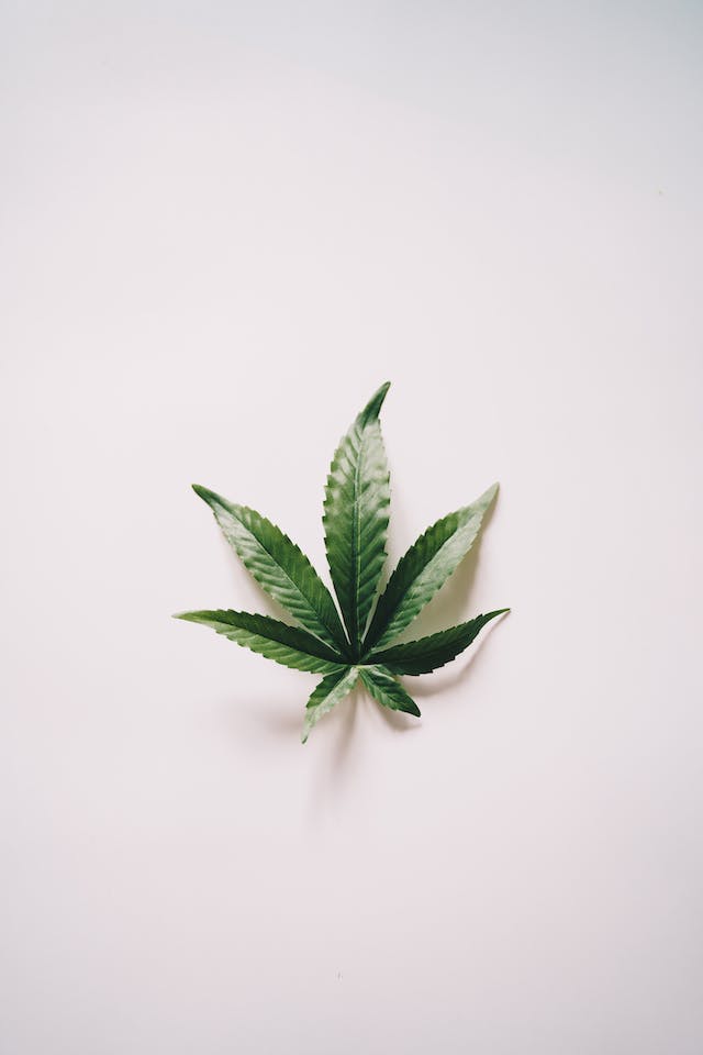 Le Guide Ultime du Cannabis : Une Introduction à la Médecine Naturelle
